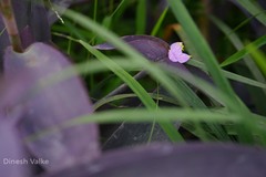 Tradescantia pallida